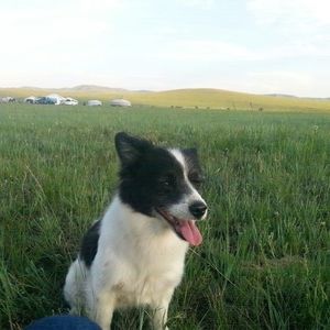 Meet your Posher, Bembi